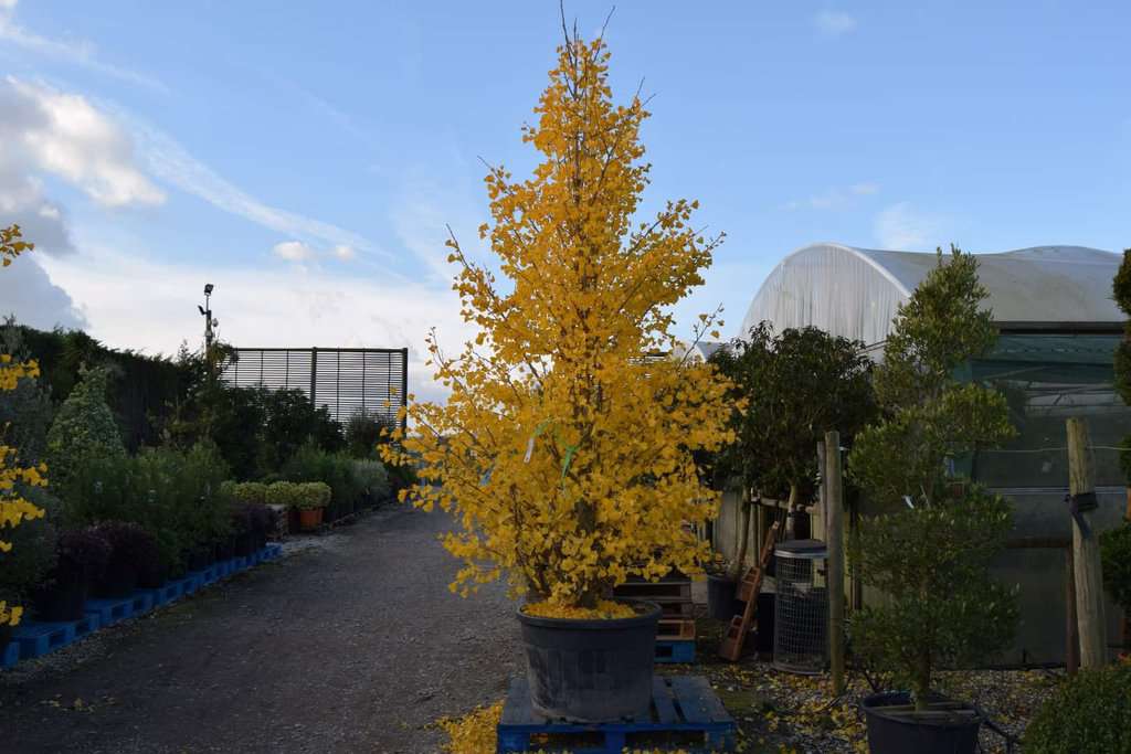 Ginkgo biloba 8-10 S